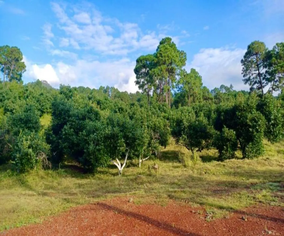 Terreno En Venta,Tancitaro S/N, Tancítaro, Michoacán de Ocampo 60460, 1 Cuarto,1 Baño,Tancitaro,1,pigV5lD Terreno En Venta,Tancitaro S/N, Tancítaro, Michoacán de Ocampo 60460, 1 Cuarto,1 Baño,Tancitaro,1,pigV5lD