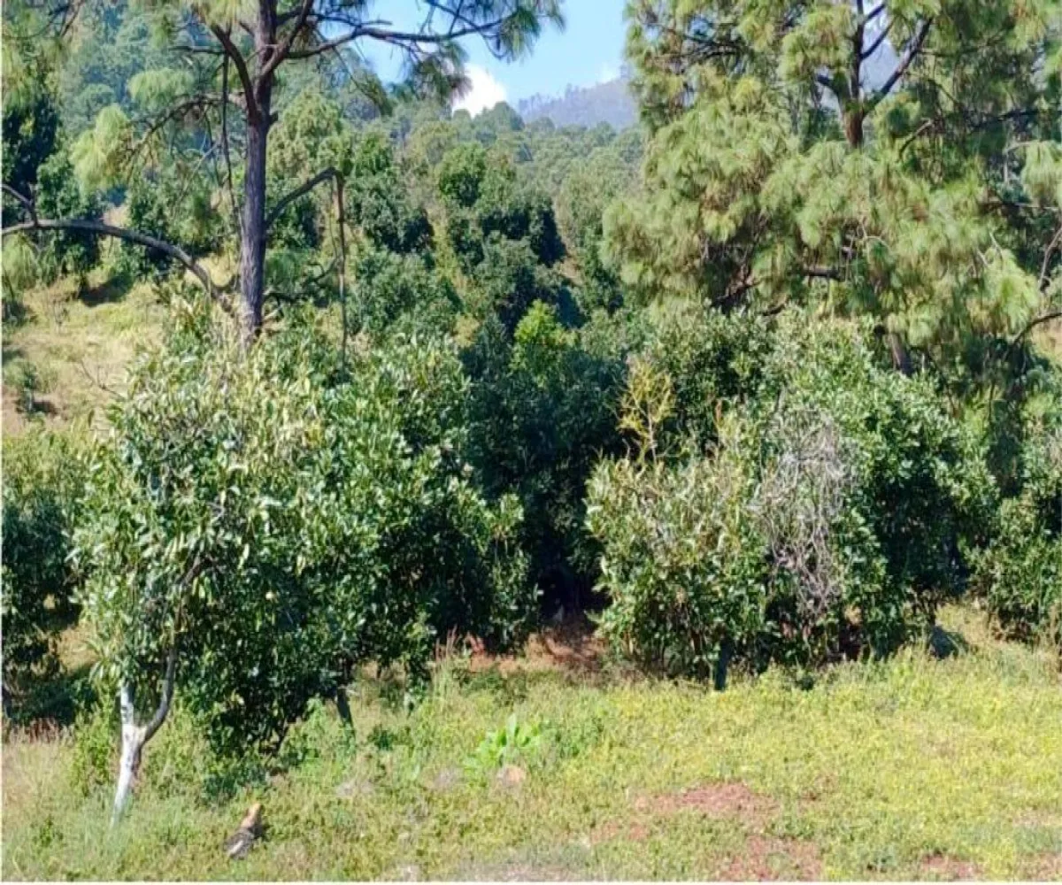 Terreno En Venta,Tancitaro S/N, Tancítaro, Michoacán de Ocampo 60460, 1 Cuarto,1 Baño,Tancitaro,1,pigV5lD Terreno En Venta,Tancitaro S/N, Tancítaro, Michoacán de Ocampo 60460, 1 Cuarto,1 Baño,Tancitaro,1,pigV5lD
