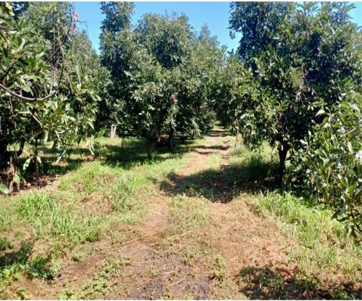 Terreno En Venta,Tancitaro S/N, Tancítaro, Michoacán de Ocampo 60460, 1 Cuarto,1 Baño,Tancitaro,1,pigV5lD Terreno En Venta,Tancitaro S/N, Tancítaro, Michoacán de Ocampo 60460, 1 Cuarto,1 Baño,Tancitaro,1,pigV5lD