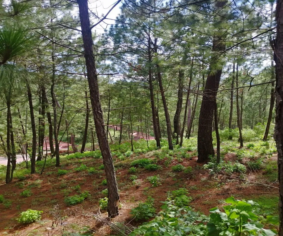 Terreno En Venta,Mazamitla,Loma Blanca 6, Mazamitla, Jalisco 49500,Los Alisos,Loma Blanca,723260