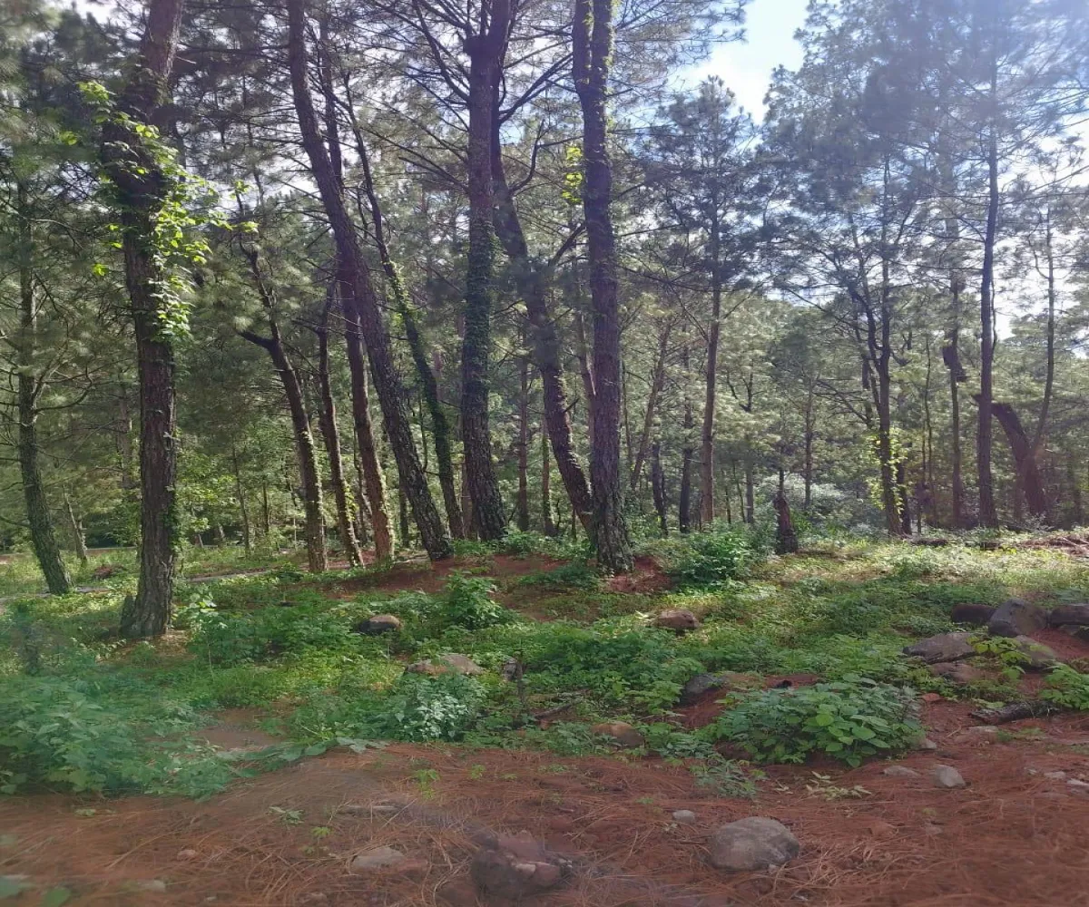 Terreno En Venta,Mazamitla,Loma Blanca 6, Mazamitla, Jalisco 49500,Los Alisos,Loma Blanca,723260