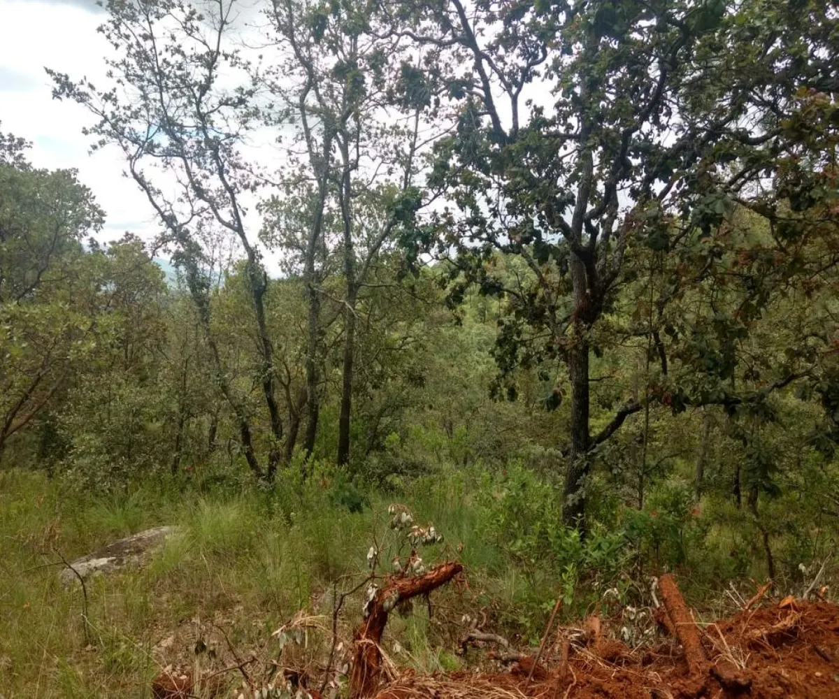 Terreno En Venta,Lomas Verdes,Avenida Conalep S/N, Mazamitla, Jalisco 49500,Avenida Conalep,p1IfSN9