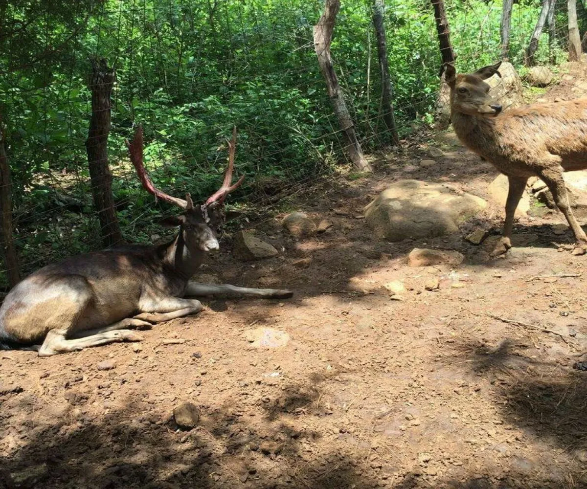 Terreno En Venta,Lomas Verdes,Avenida Conalep S/N, Mazamitla, Jalisco 49500,Avenida Conalep,p1IfSN9