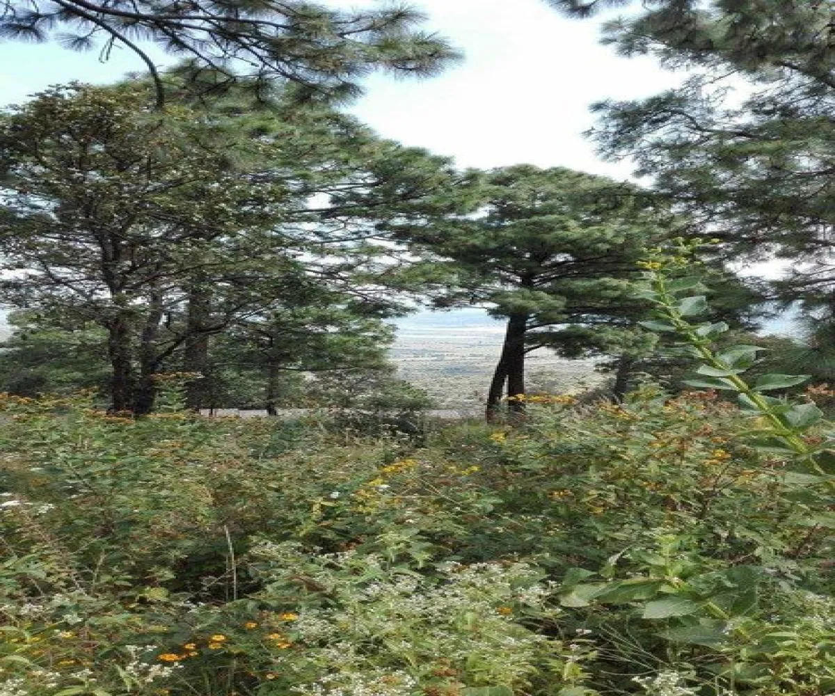 Terreno En Venta,Lomas Verdes,Avenida Conalep S/N, Mazamitla, Jalisco 49500,Avenida Conalep,p1IfSN9