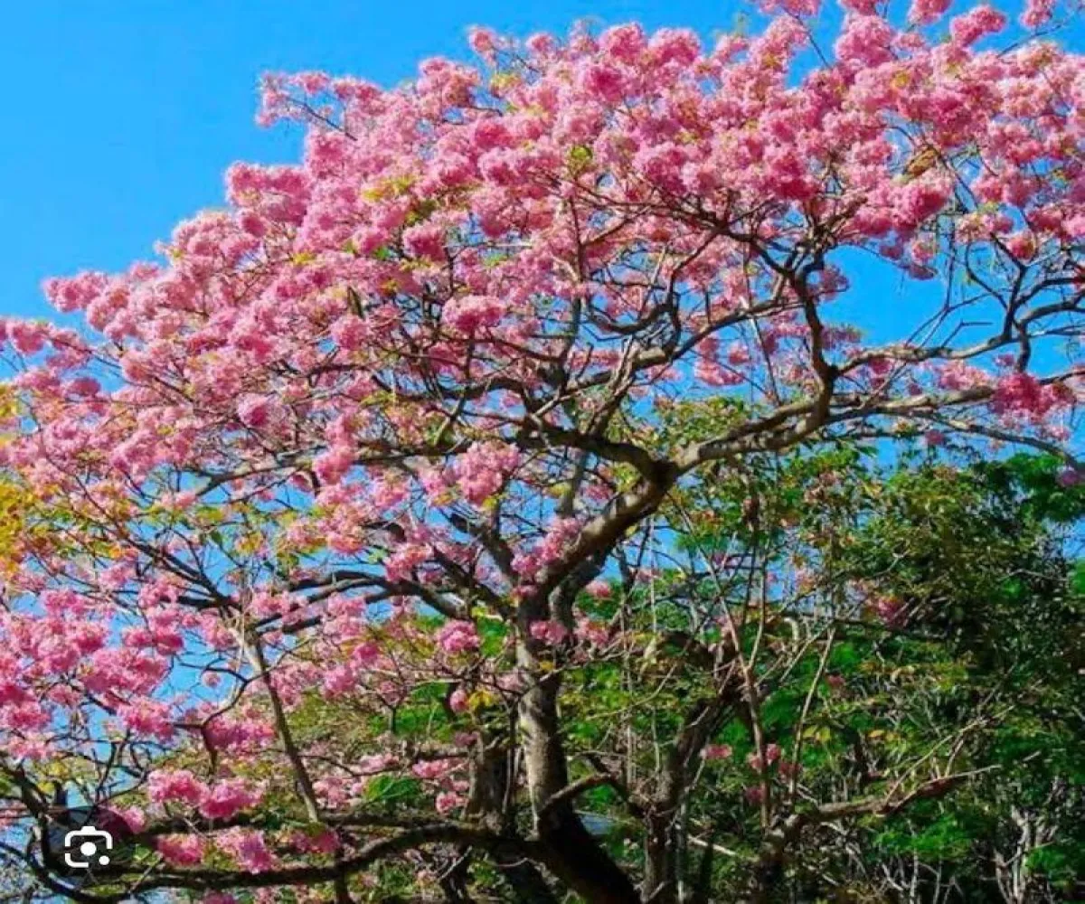 Casa En Venta,Komchen ,Tablaje 7797 B212 Carr. Mérida - Progreso - Sierra Papacal S/N, Mérida, Yucatán 97307, 4 Habitaciones,4 Baños,Tablaje 7797 B212 Carr. Mérida - Progreso - Sierra Papacal,2,p2d6GLw