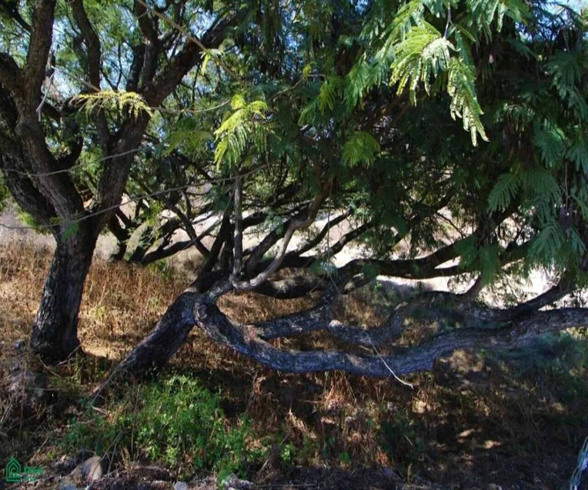 Terreno En Venta,Brisas de Chapala,Calle Bruma Lote 2 MZ 3, Chapala, Jalisco 45901,Calle Bruma,MX251055543