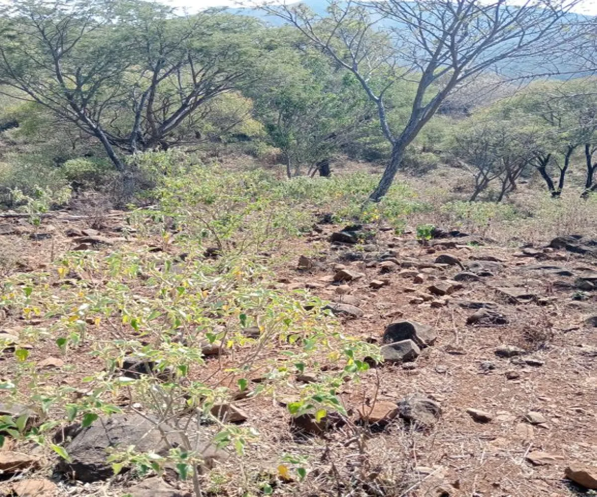 Terreno En Venta,Centro,Ejido Acatlán de Juarez 159, Acatlán de Juárez, Jalisco 45700,Ejido Acatlán de Juarez,pDmFFqR