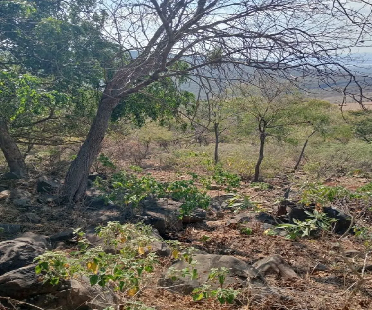 Terreno En Venta,Centro,Ejido Acatlán de Juarez 159, Acatlán de Juárez, Jalisco 45700,Ejido Acatlán de Juarez,pDmFFqR