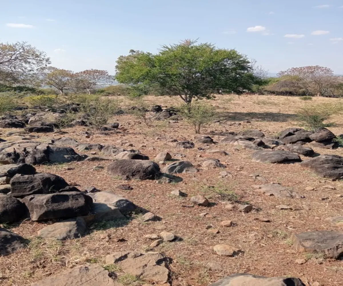 Terreno En Venta,Centro,Ejido Acatlán de Juarez 159, Acatlán de Juárez, Jalisco 45700,Ejido Acatlán de Juarez,pDmFFqR