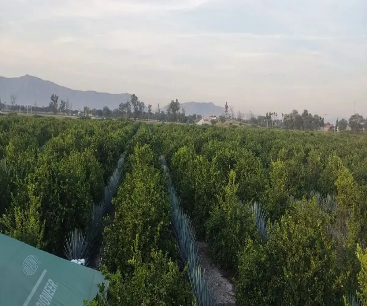 Terreno En Venta,San Antonio,Sabino S/N, La Barca, Jalisco 47925,Sabino,pFMtO2B