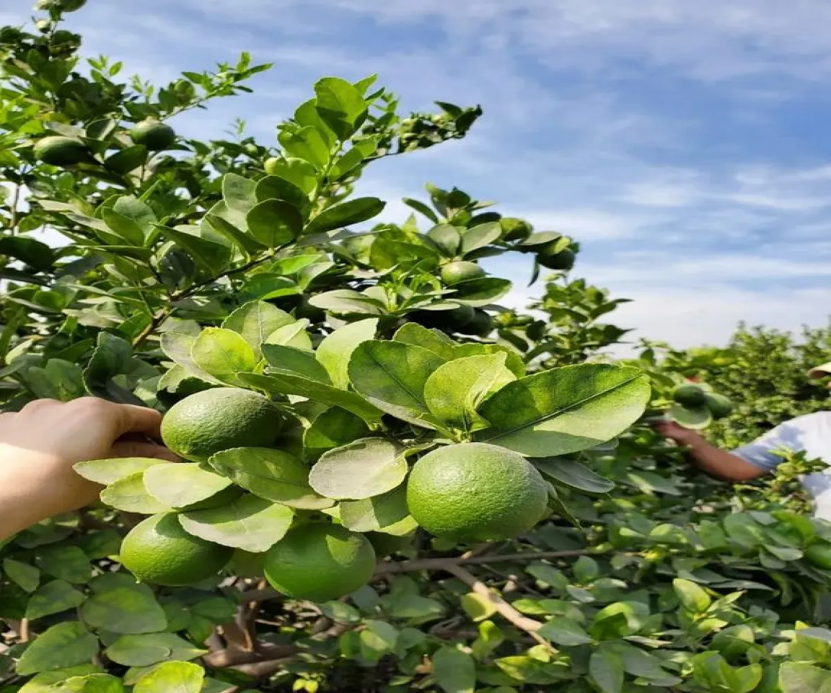 Terreno En Venta,San Antonio,Sabino S/N, La Barca, Jalisco 47925,Sabino,pFMtO2B