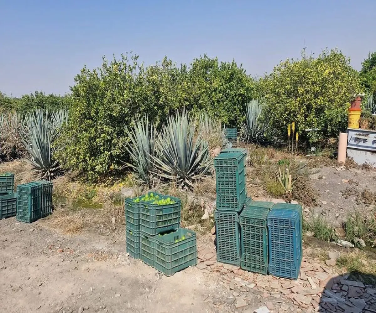 Terreno En Venta,San Antonio,Sabino S/N, La Barca, Jalisco 47925,Sabino,pFMtO2B