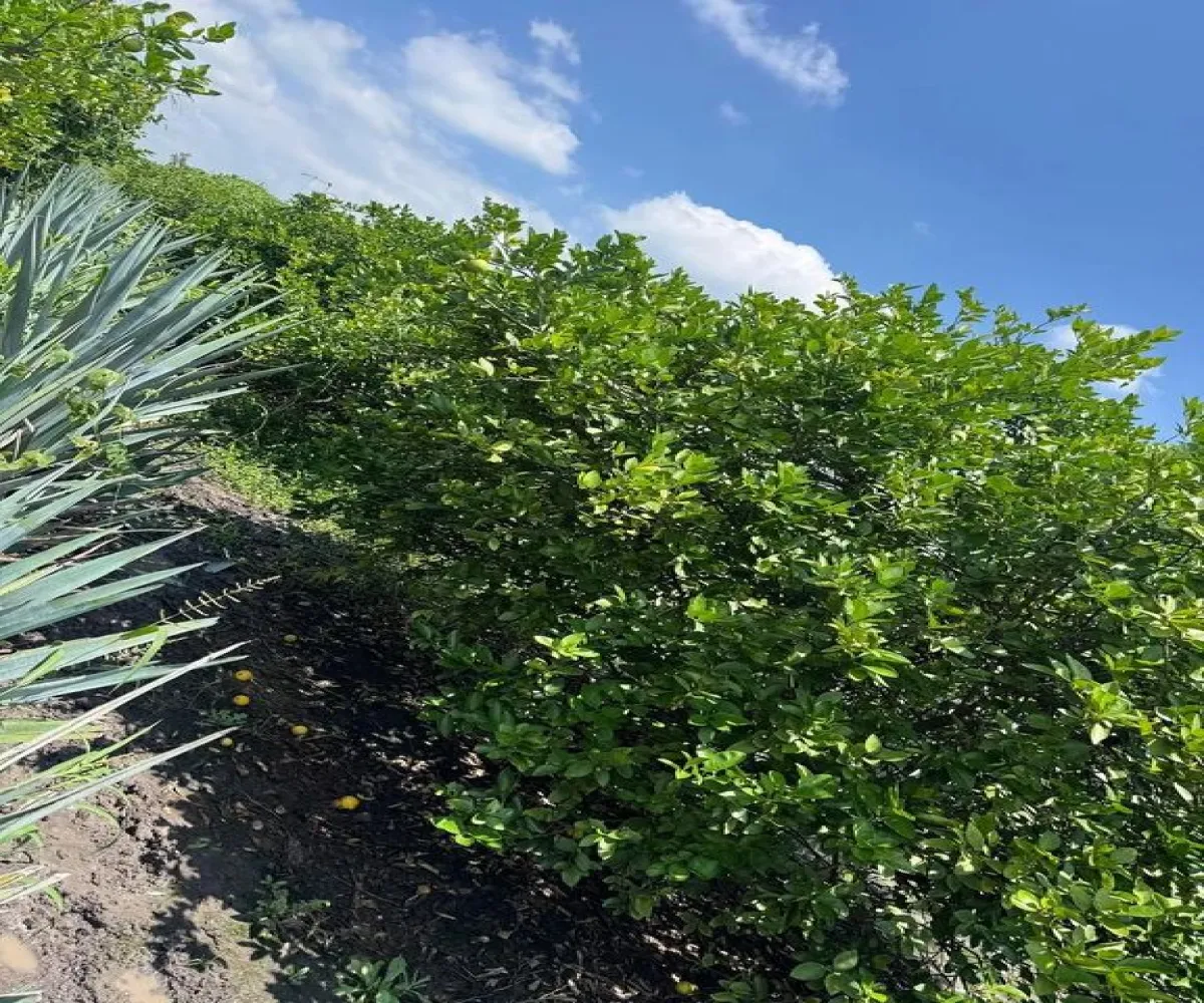 Terreno En Venta,San Antonio,Sabino S/N, La Barca, Jalisco 47925,Sabino,pFMtO2B