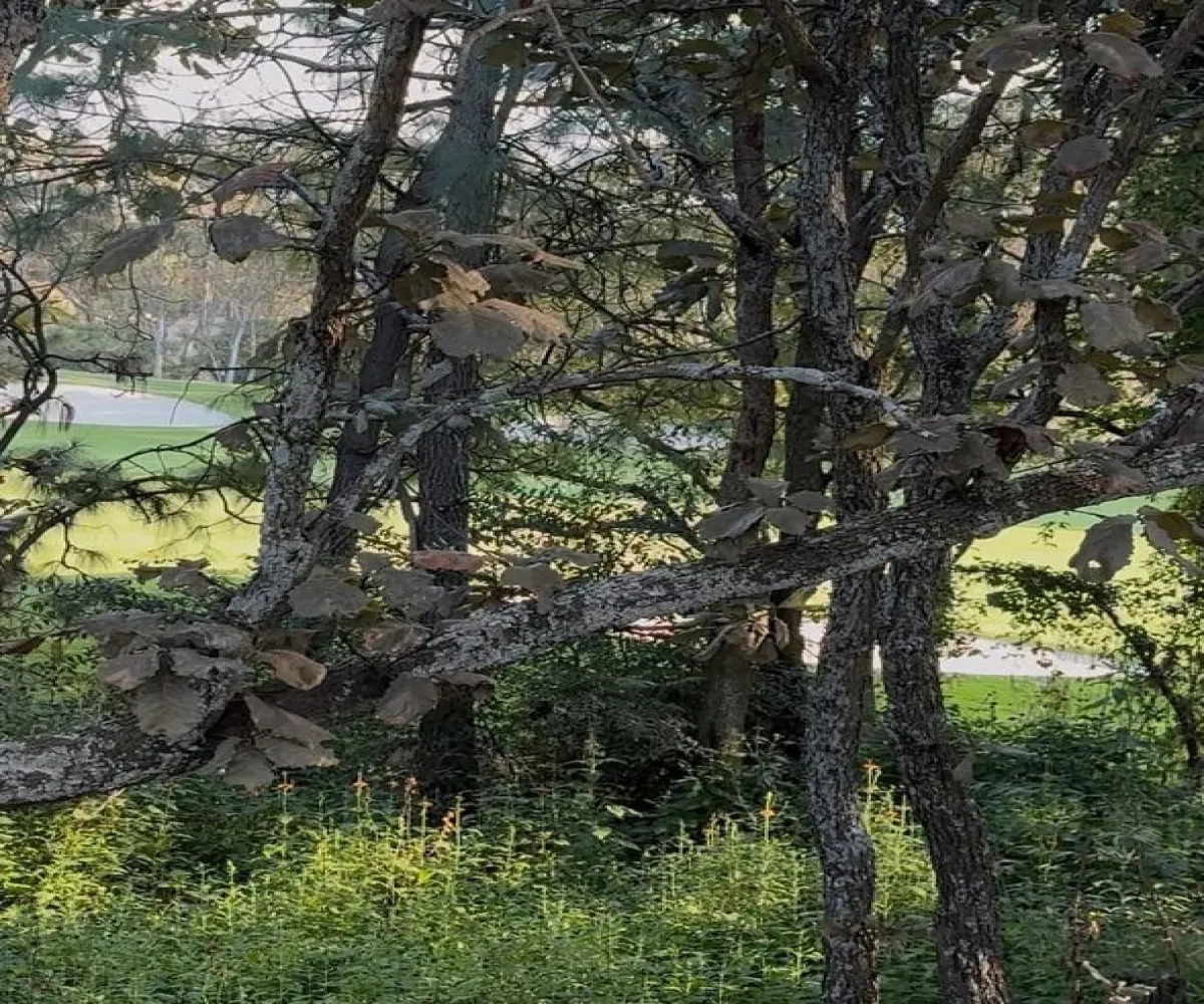 Terreno En Venta,El Palomar,Paseo de La Vista Hermosa S/N 197, Tlajomulco de Zúñiga, Jalisco 45643,Paseo de La Vista Hermosa,ps6DE4s