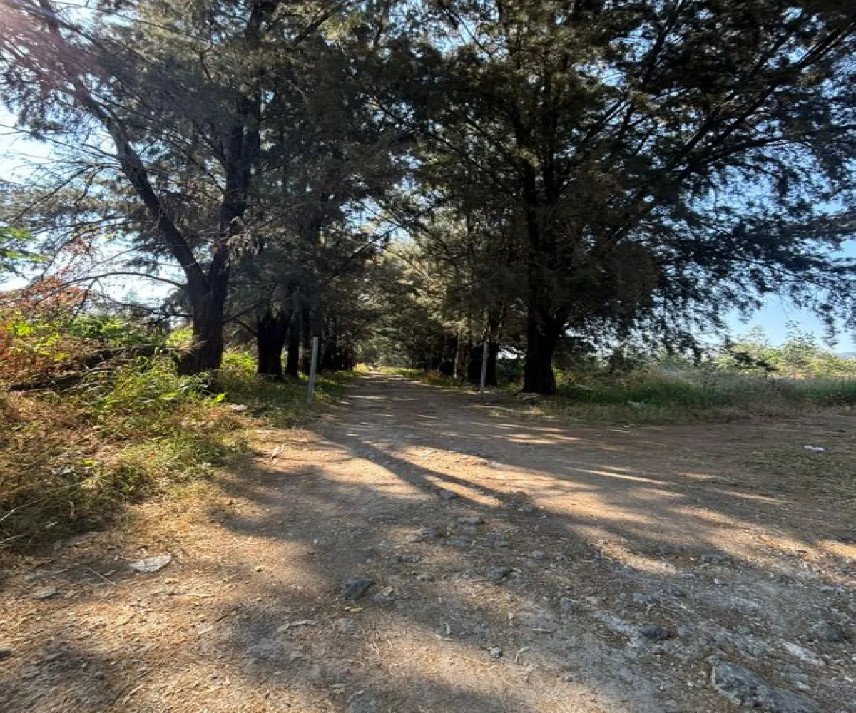 Terreno En Venta,Albaterra,Boulevard El Taray S/N, Zapopan, Jalisco 45200,Boulevard El Taray,p25PUzi