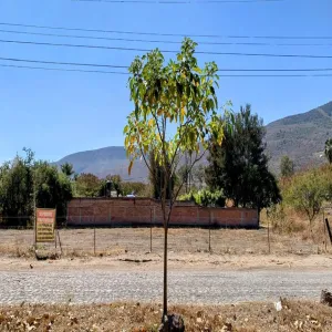 Terreno En Venta,Avenida de la Carpa S/N, Jocotepec, Jalisco 45803,Avenida de la Carpa,pcR3O9w