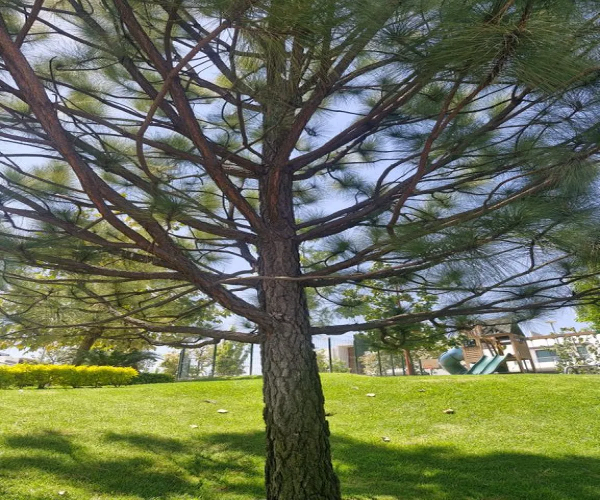 Casa En Renta,valle imperial,Avenida Paseo de los Emperadores 1560, Zapopan, Jalisco 45134, 4 Habitaciones,4 Baños,Avenida Paseo de los Emperadores,1,pPreOyb