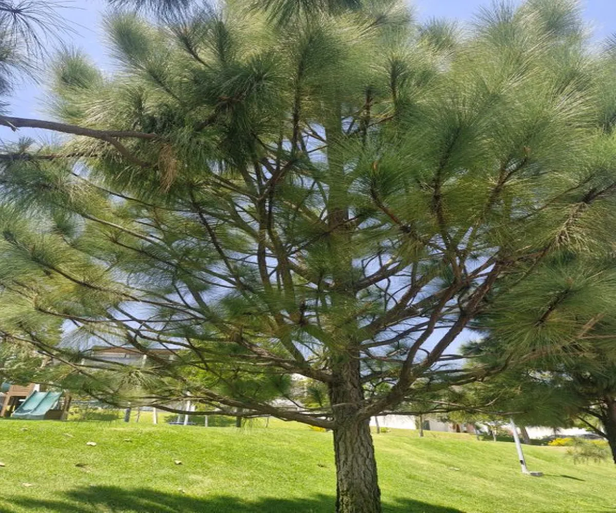 Casa En Renta,valle imperial,Avenida Paseo de los Emperadores 1560, Zapopan, Jalisco 45134, 4 Habitaciones,4 Baños,Avenida Paseo de los Emperadores,1,pPreOyb