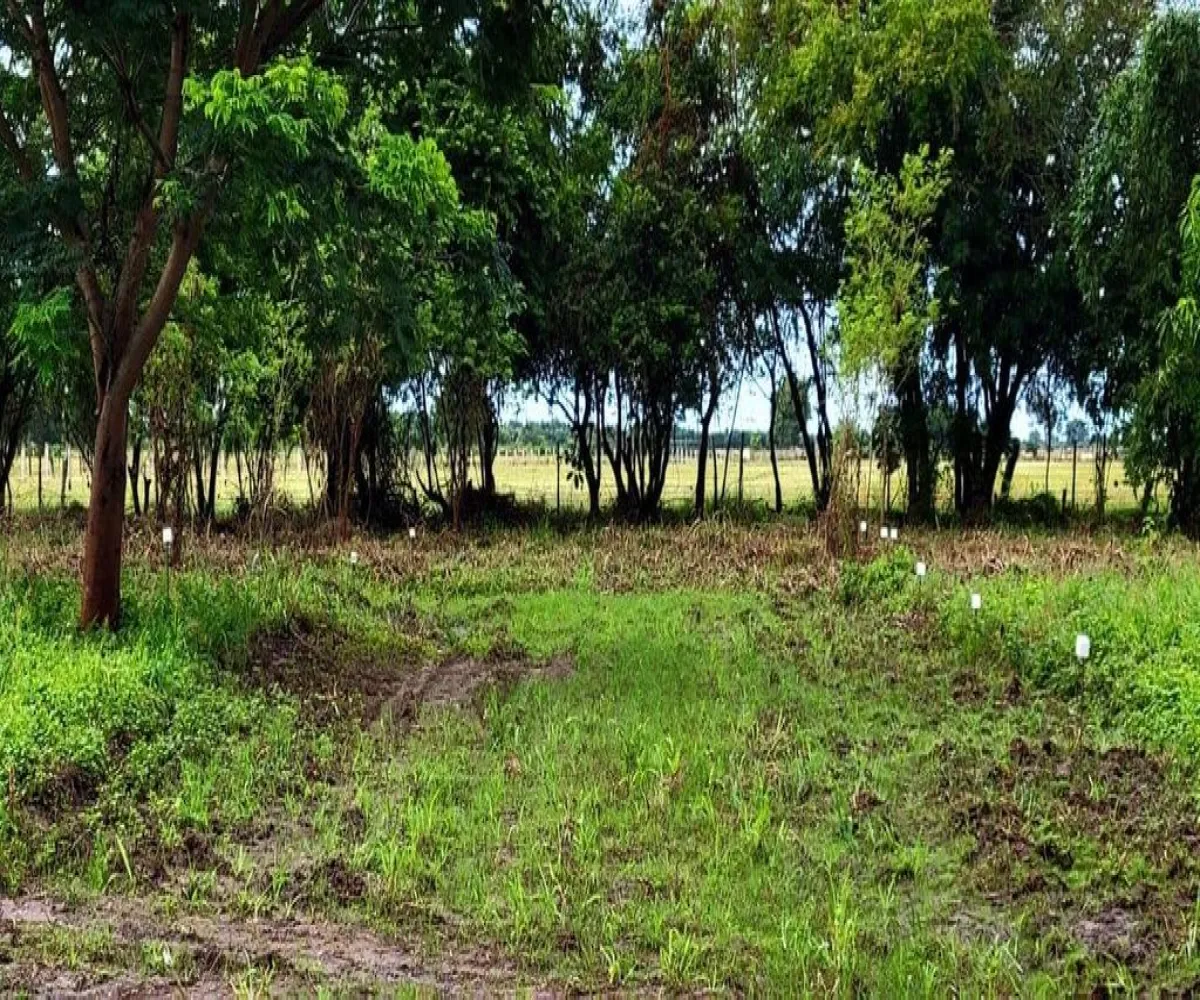 Terreno En Venta,Ángel Flores,Callejon de la vena 2026, Tuxpan, Nayarit 63205,Callejon de la vena ,pLda9c5