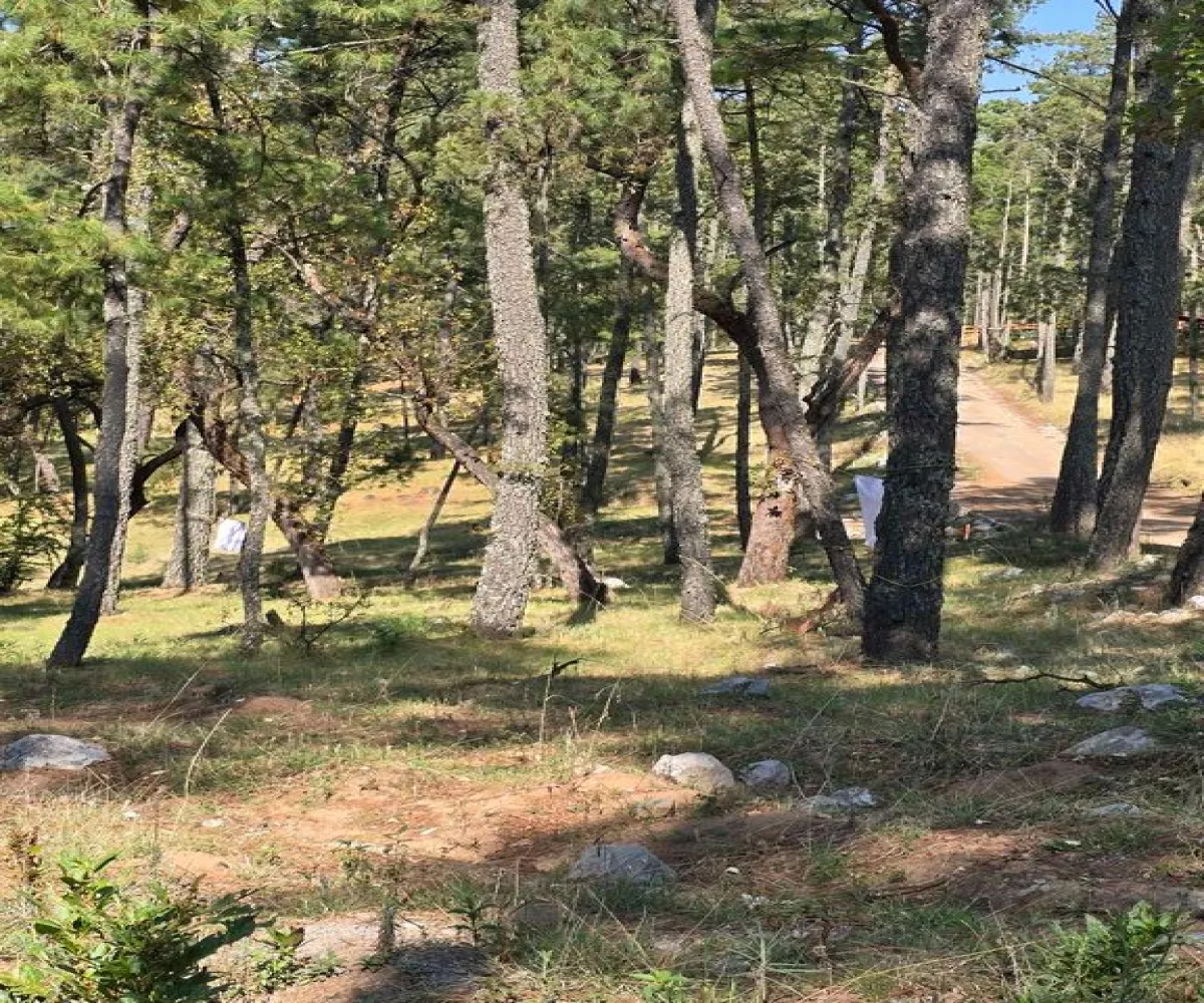 Terreno En Venta,Condesa,Carretera a tapalpa 100, Juanacatlán, Jalisco 45880,Carretera a tapalpa ,p0qIoBx