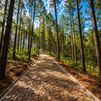 Terreno En Venta,Grand Mazamitla,Los Pinos 9, Mazamitla, Jalisco 49500,Los Pinos,p6uJkr7