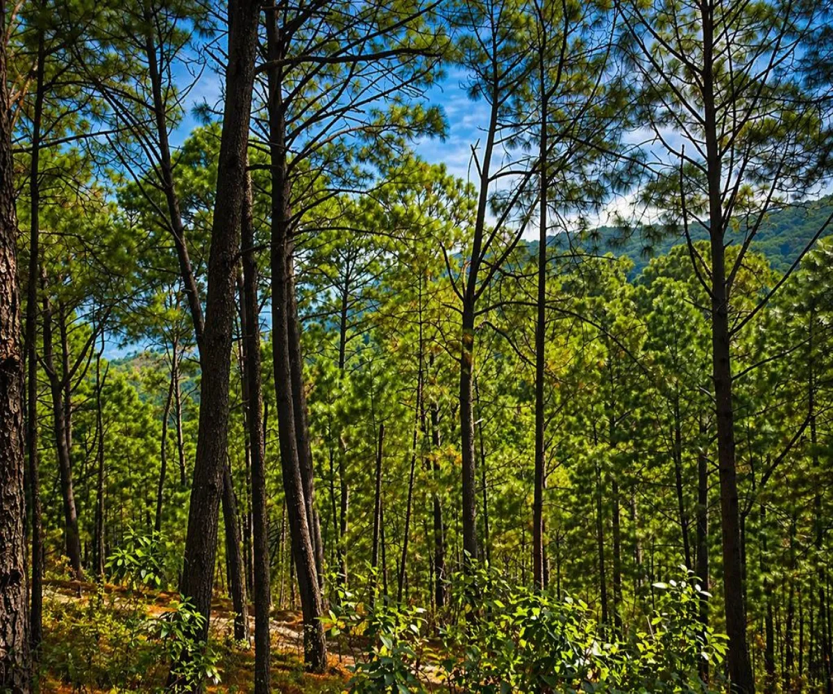 Terreno En Venta,Grand Mazamitla,Los Pinos 9, Mazamitla, Jalisco 49500,Los Pinos,p6uJkr7