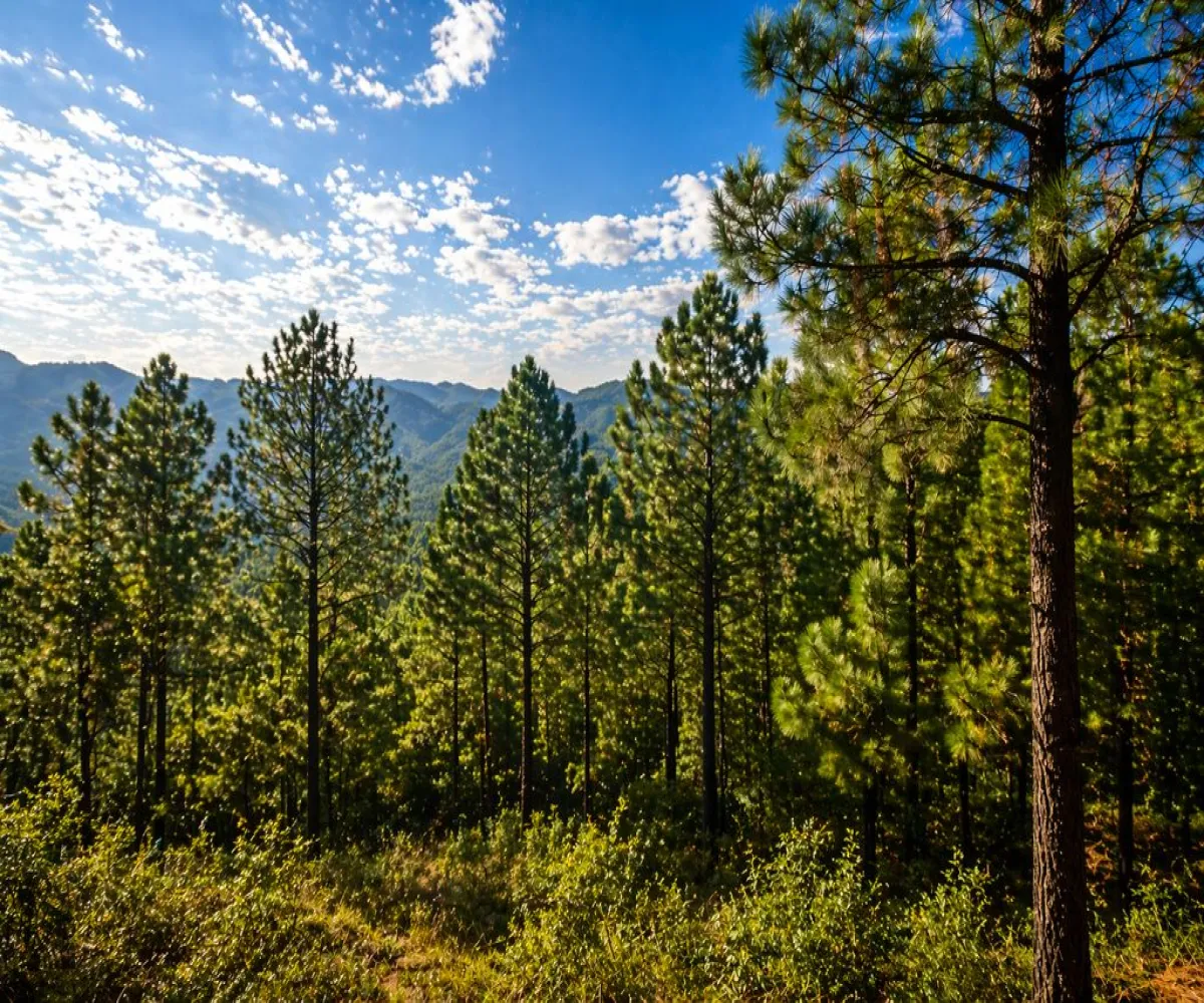 Terreno En Venta,Grand Mazamitla,Los Pinos 9, Mazamitla, Jalisco 49500,Los Pinos,p6uJkr7