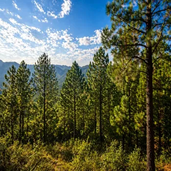 Terreno En Venta,Grand Mazamitla,Los Pinos 9, Mazamitla, Jalisco 49500,Los Pinos,p6uJkr7