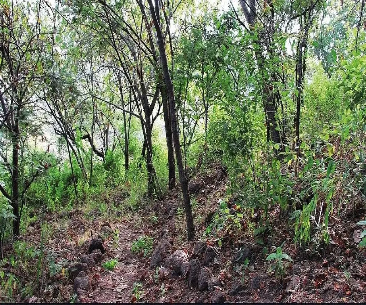 Casa En Venta,Colinas de San Isidro,Avenida Camino de los Parques 3229, Zapopan, Jalisco 45180, 3 Habitaciones,2 Baños,Avenida Camino de los Parques,3,pnxUiFM