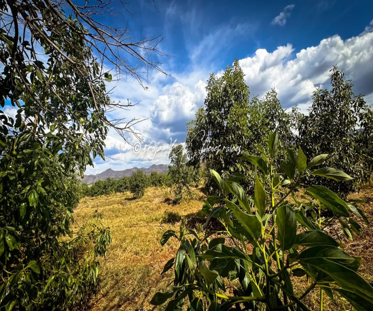 Terreno En Venta,Primavera S/N, Mixtlán, Jalisco 46850, 4 Habitaciones,1 Baño,Primavera,1,pzsIQlT