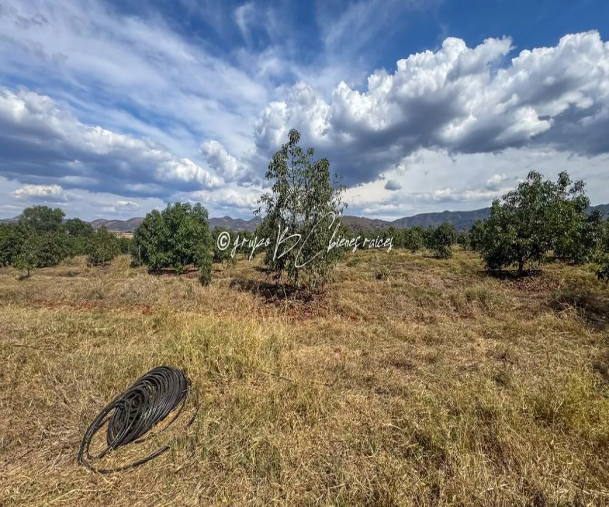 Terreno En Venta,Primavera S/N, Mixtlán, Jalisco 46850, 4 Habitaciones,1 Baño,Primavera,1,pzsIQlT