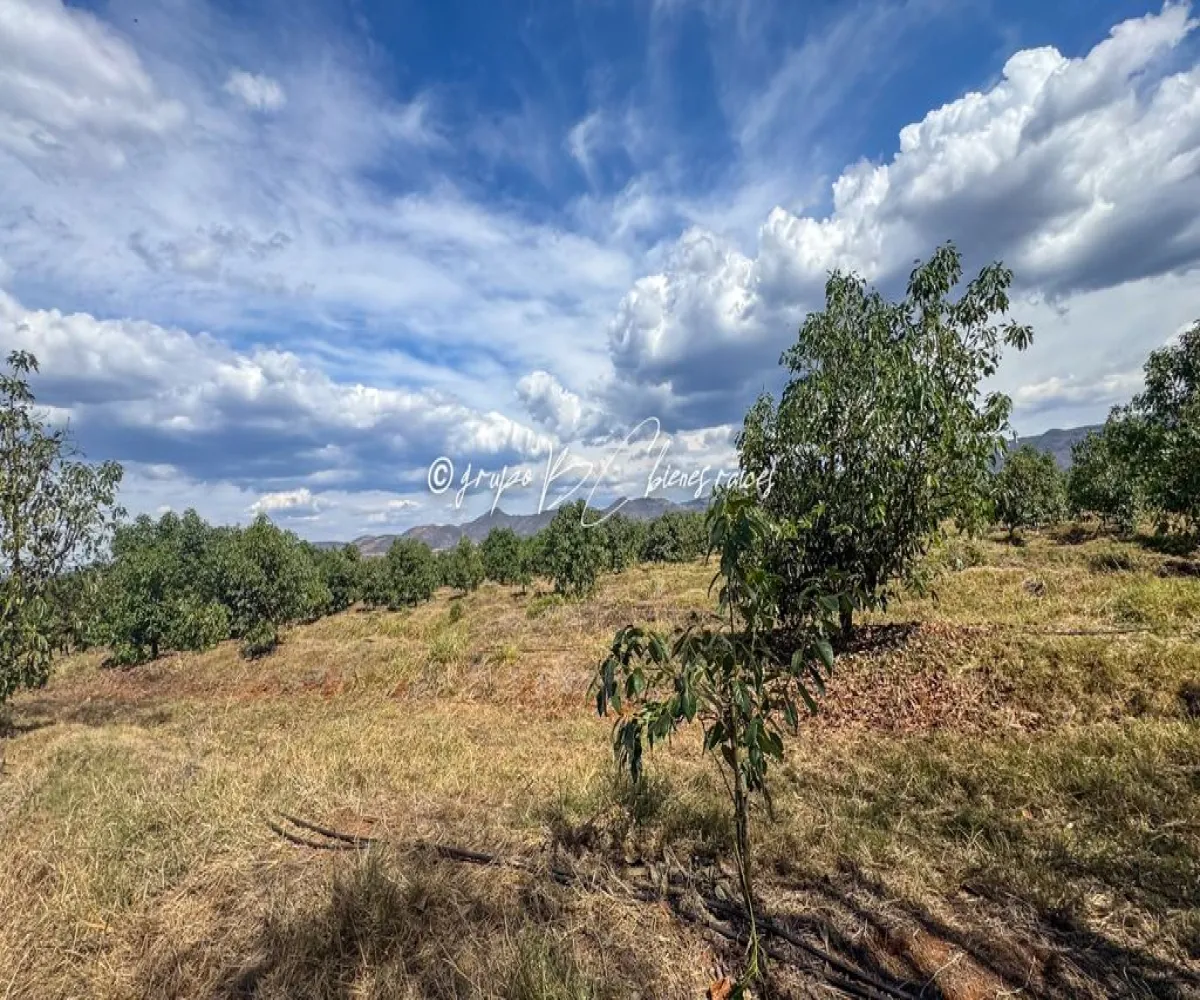 Terreno En Venta,Primavera S/N, Mixtlán, Jalisco 46850, 4 Habitaciones,1 Baño,Primavera,1,pzsIQlT