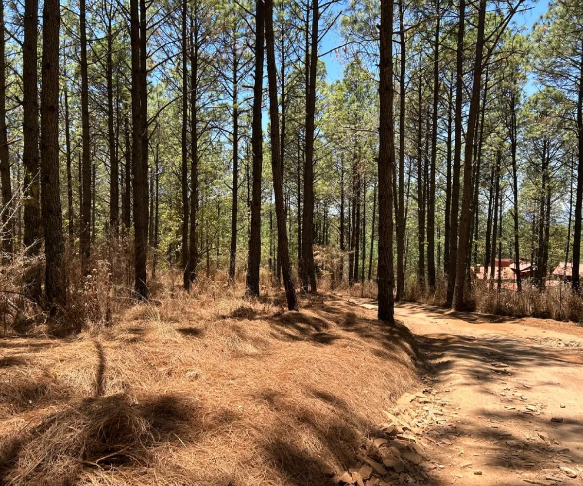 Terreno En Venta,Los Espinos,los espinos S/N, Tapalpa, Jalisco 49346,los espinos,pq1o8qC Terreno En Venta,Los Espinos,los espinos S/N, Tapalpa, Jalisco 49346,los espinos,pq1o8qC