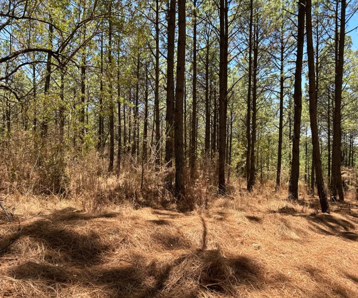 Terreno En Venta,Los Espinos,los espinos S/N, Tapalpa, Jalisco 49346,los espinos,pq1o8qC Terreno En Venta,Los Espinos,los espinos S/N, Tapalpa, Jalisco 49346,los espinos,pq1o8qC