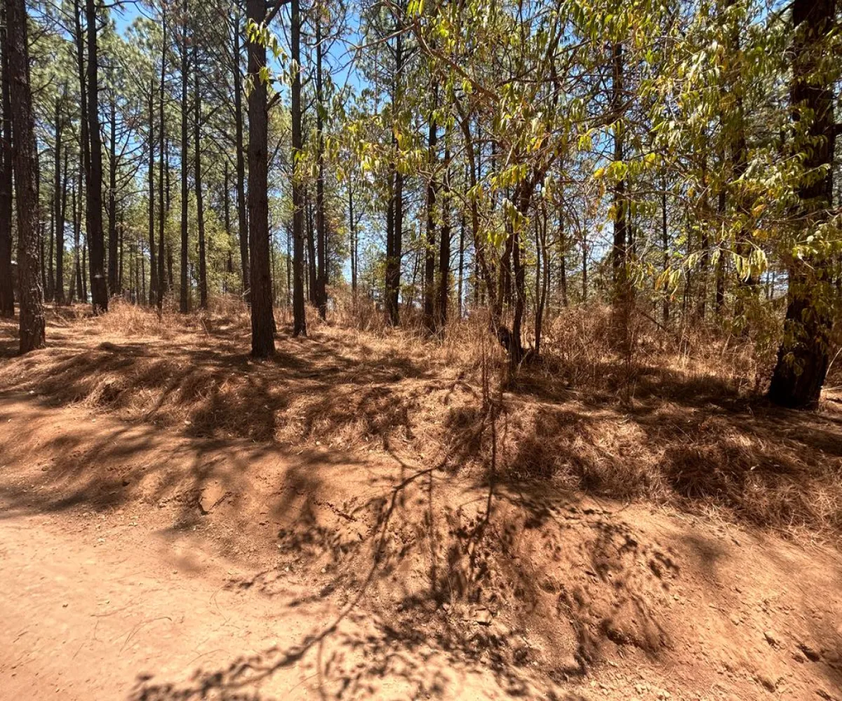 Terreno En Venta,Los Espinos,los espinos S/N, Tapalpa, Jalisco 49346,los espinos,pq1o8qC Terreno En Venta,Los Espinos,los espinos S/N, Tapalpa, Jalisco 49346,los espinos,pq1o8qC