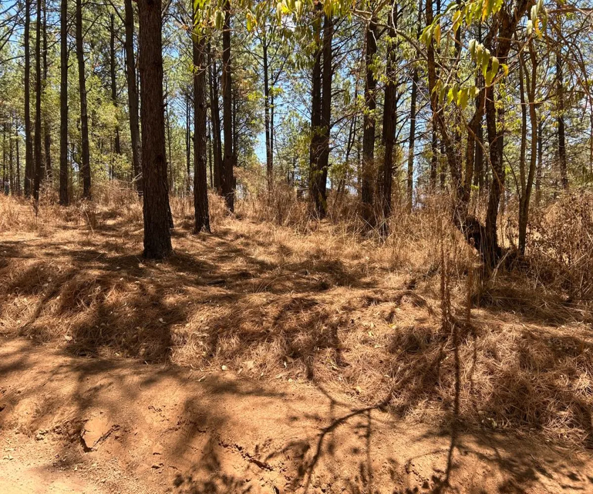 Terreno En Venta,Los Espinos,los espinos S/N, Tapalpa, Jalisco 49346,los espinos,pq1o8qC Terreno En Venta,Los Espinos,los espinos S/N, Tapalpa, Jalisco 49346,los espinos,pq1o8qC