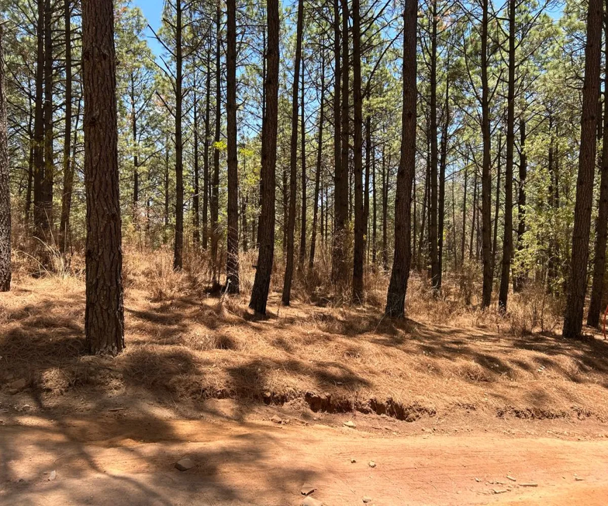 Terreno En Venta,Los Espinos,los espinos S/N, Tapalpa, Jalisco 49346,los espinos,pq1o8qC Terreno En Venta,Los Espinos,los espinos S/N, Tapalpa, Jalisco 49346,los espinos,pq1o8qC
