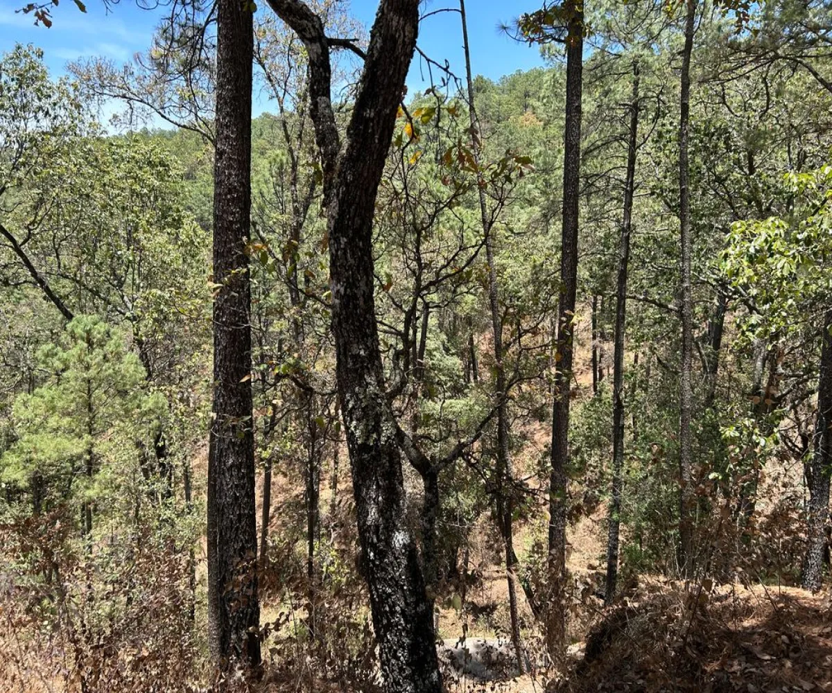 Terreno En Venta,Los Espinos,los espinos S/N, Tapalpa, Jalisco 49346,los espinos,pq1o8qC Terreno En Venta,Los Espinos,los espinos S/N, Tapalpa, Jalisco 49346,los espinos,pq1o8qC