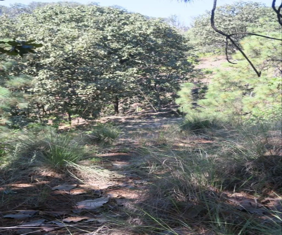 Terreno En Venta,Bosques de la Primavera,Autodromo Jalisco S/N, Zapopan, Jalisco 45225,Autodromo Jalisco,pwtRs6F