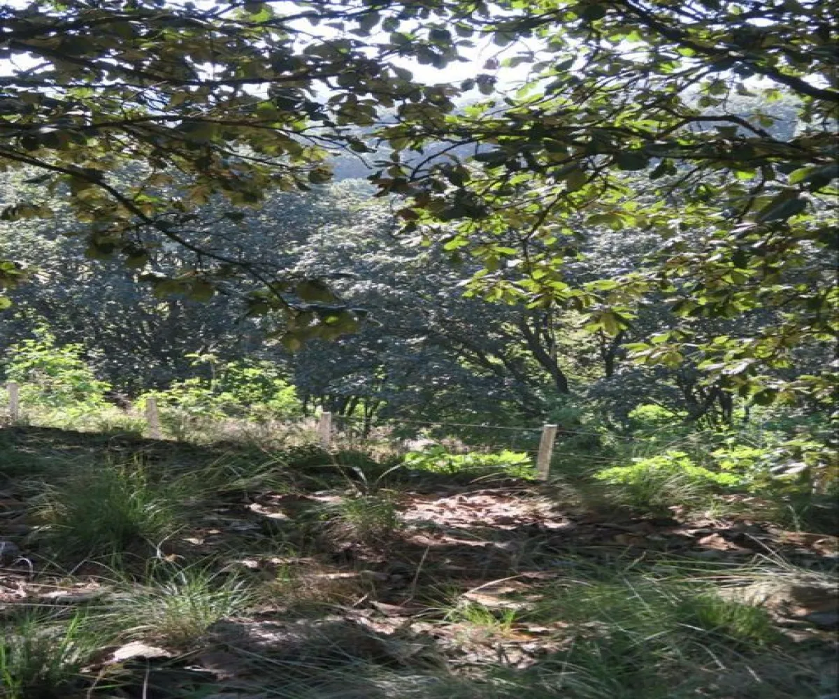 Terreno En Venta,Bosques de la Primavera,Autodromo Jalisco S/N, Zapopan, Jalisco 45225,Autodromo Jalisco,pwtRs6F