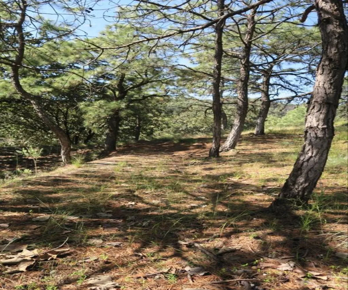 Terreno En Venta,Bosques de la Primavera,Autodromo Jalisco S/N, Zapopan, Jalisco 45225,Autodromo Jalisco,pwtRs6F