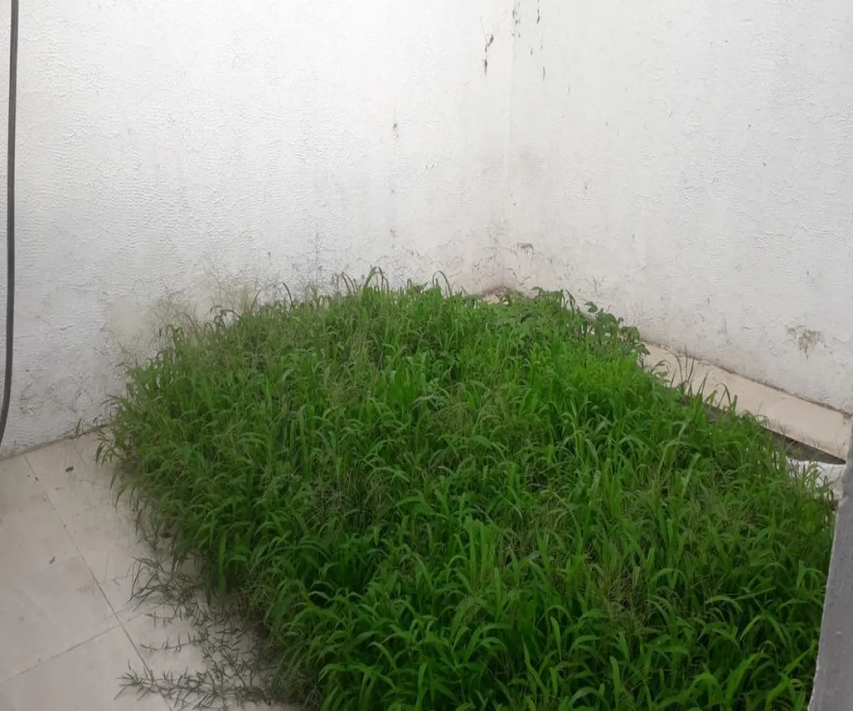 Casa En Venta,Las Águilas,Las Aguilas S/N, Zapopan, Jalisco 45080, 3 Habitaciones,1 Baño,Las Aguilas,1,pXMzwYi