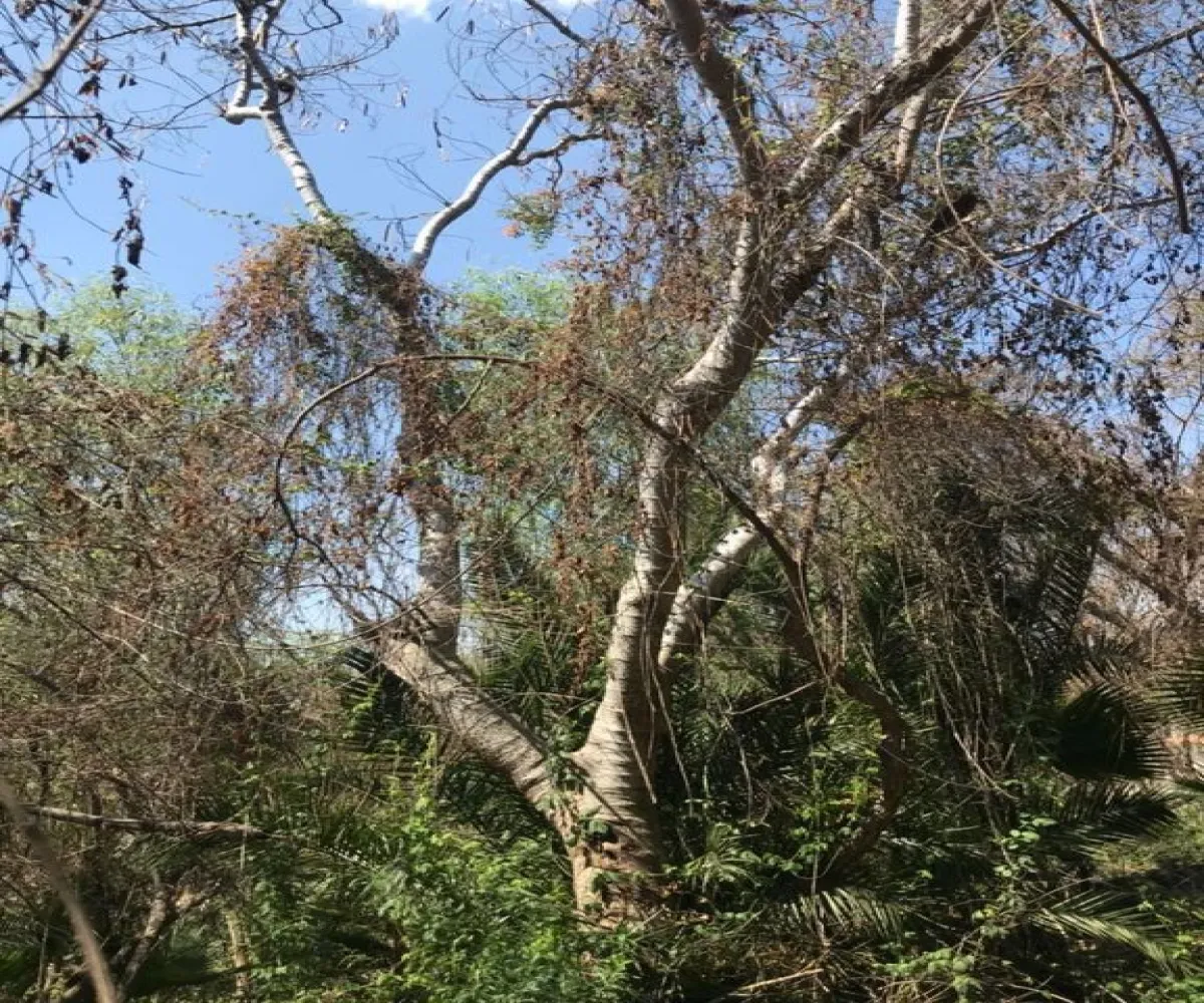 Terreno En Venta,San Antonio Juanacaxtle,Camino del Comodoro, Club Náutico Puente Viejo S/N, Juanacatlán, Jalisco 45887,Camino del Comodoro, Club Náutico Puente Viejo,pedcNWO