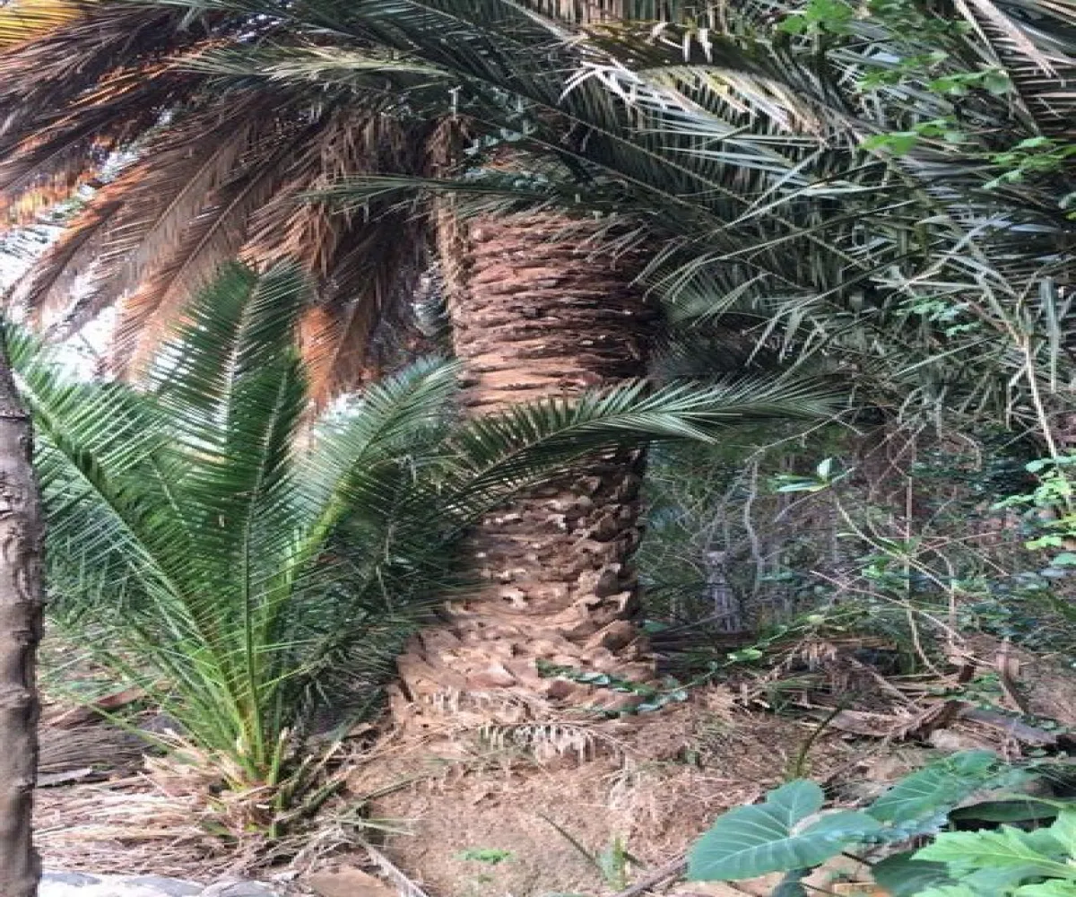 Terreno En Venta,San Antonio Juanacaxtle,Camino del Comodoro, Club Náutico Puente Viejo S/N, Juanacatlán, Jalisco 45887,Camino del Comodoro, Club Náutico Puente Viejo,pedcNWO