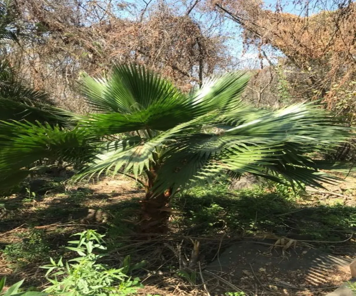 Terreno En Venta,San Antonio Juanacaxtle,Camino del Comodoro, Club Náutico Puente Viejo S/N, Juanacatlán, Jalisco 45887,Camino del Comodoro, Club Náutico Puente Viejo,pedcNWO