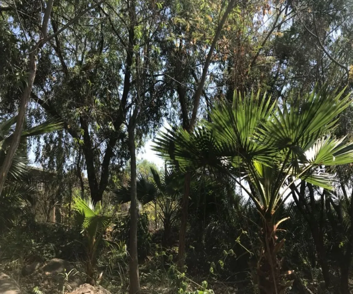 Terreno En Venta,San Antonio Juanacaxtle,Camino del Comodoro, Club Náutico Puente Viejo S/N, Juanacatlán, Jalisco 45887,Camino del Comodoro, Club Náutico Puente Viejo,pedcNWO