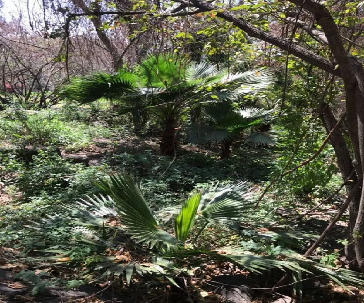 Terreno En Venta,San Antonio Juanacaxtle,Camino del Comodoro, Club Náutico Puente Viejo S/N, Juanacatlán, Jalisco 45887,Camino del Comodoro, Club Náutico Puente Viejo,pedcNWO