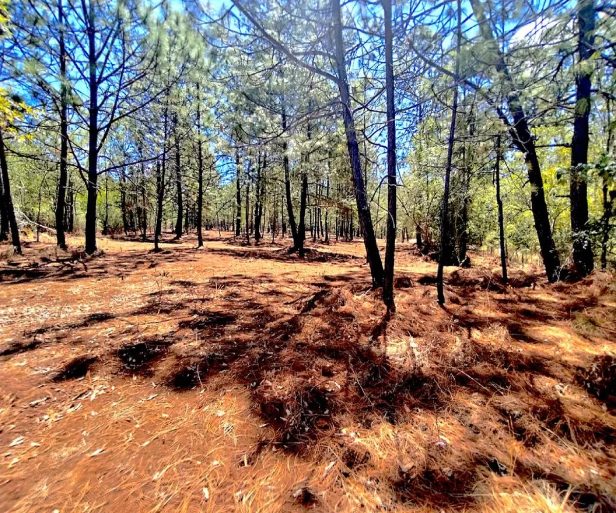 Terreno En Venta,Gral. Lucio Blanco,Calle sn, Teuchitlán, Jalisco 46762,Calle ,pz400sH