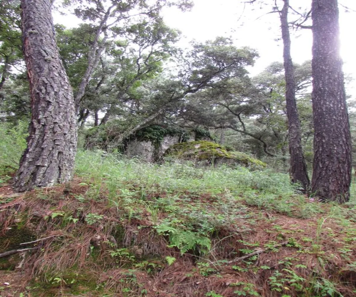 Terreno En Venta,Tapalpa,Terreno 91 Hacienda San Francisco Coto Valle Abierto 91, Tapalpa, Jalisco 49340,Terreno 91 Hacienda San Francisco Coto Valle Abierto ,p01MRkg