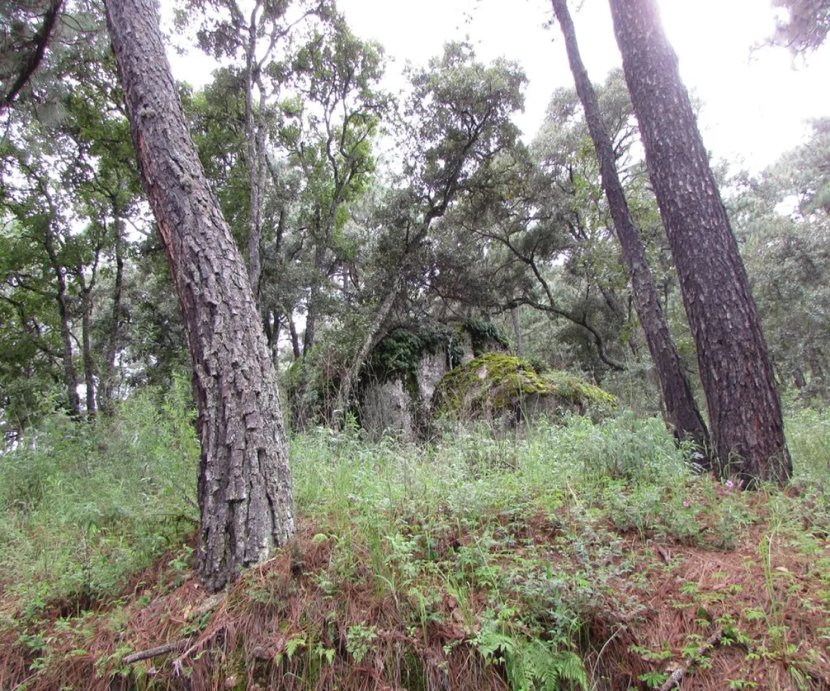 Terreno En Venta,Tapalpa,Terreno 91 Hacienda San Francisco Coto Valle Abierto 91, Tapalpa, Jalisco 49340,Terreno 91 Hacienda San Francisco Coto Valle Abierto ,p01MRkg